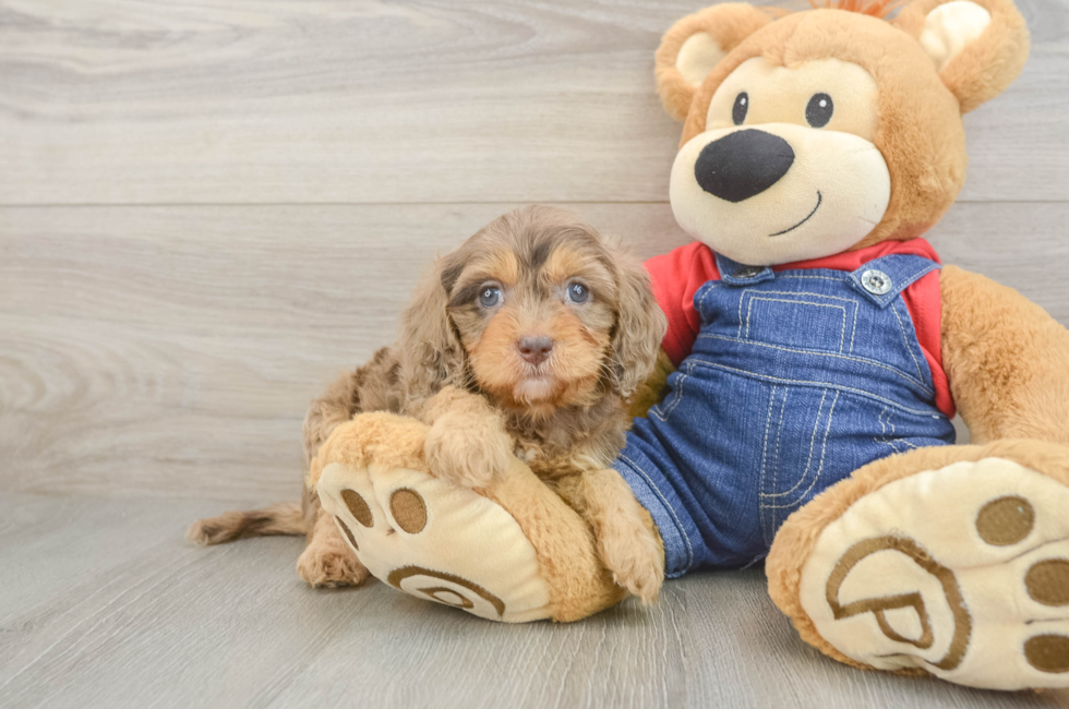 6 week old Cavapoo Puppy For Sale - Seaside Pups