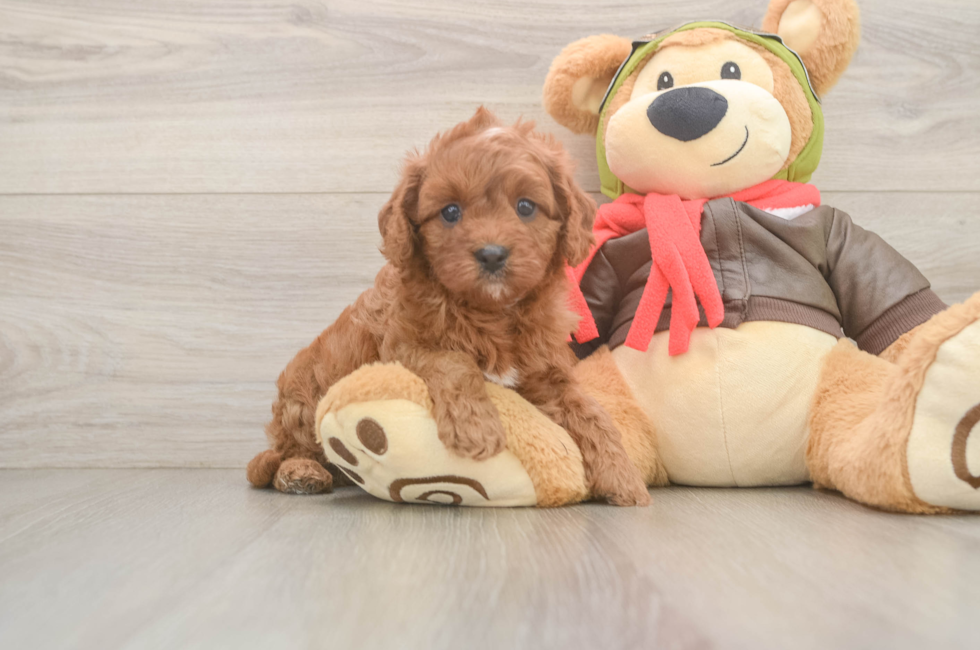 5 week old Cavapoo Puppy For Sale - Seaside Pups