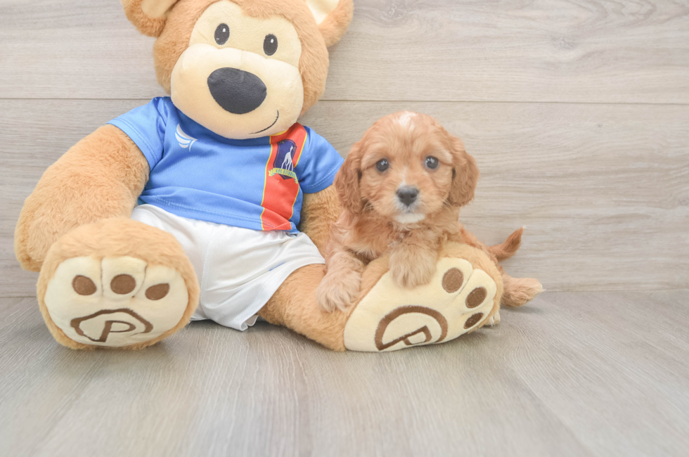 5 week old Cavapoo Puppy For Sale - Seaside Pups