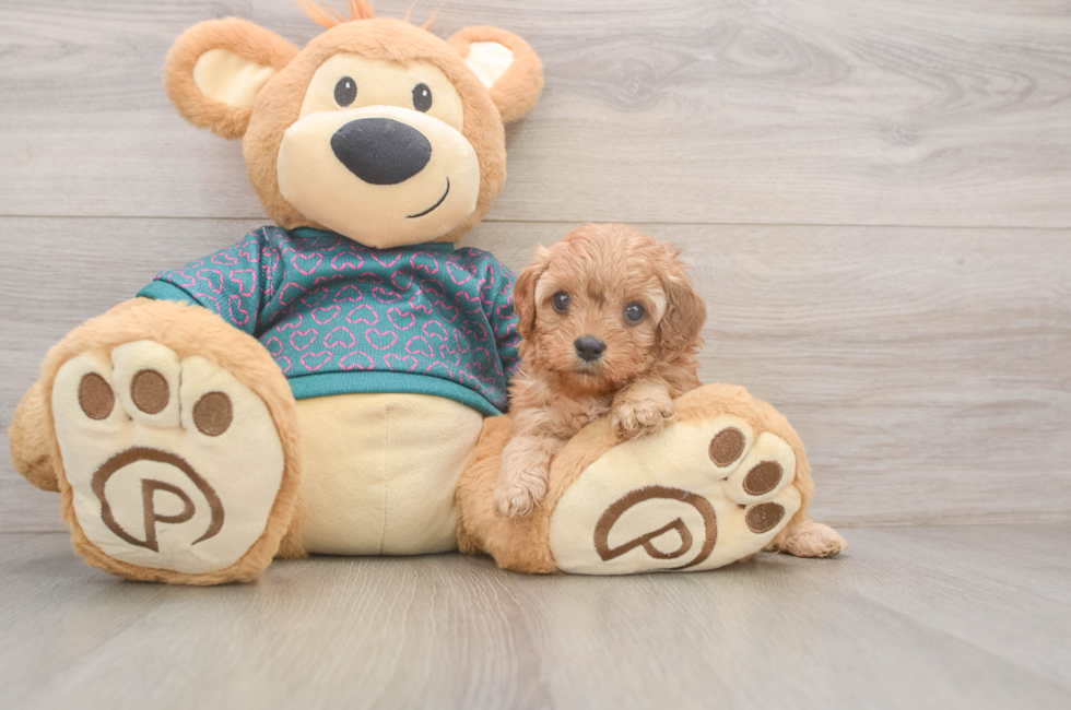 5 week old Cavapoo Puppy For Sale - Seaside Pups