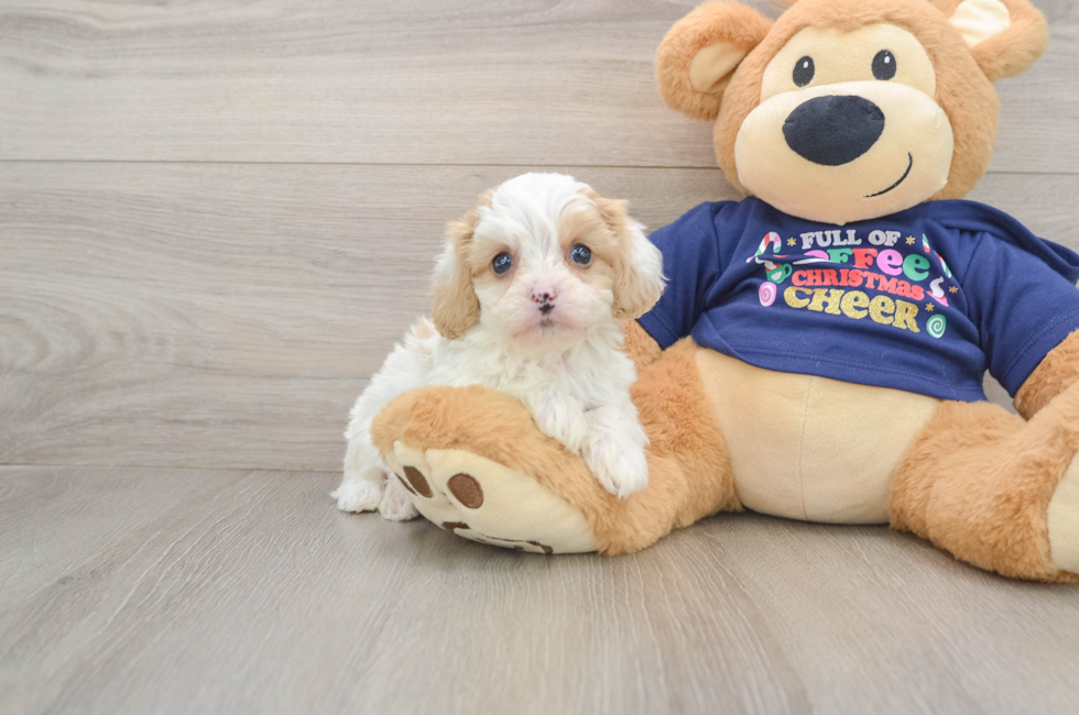 6 week old Cavapoo Puppy For Sale - Seaside Pups