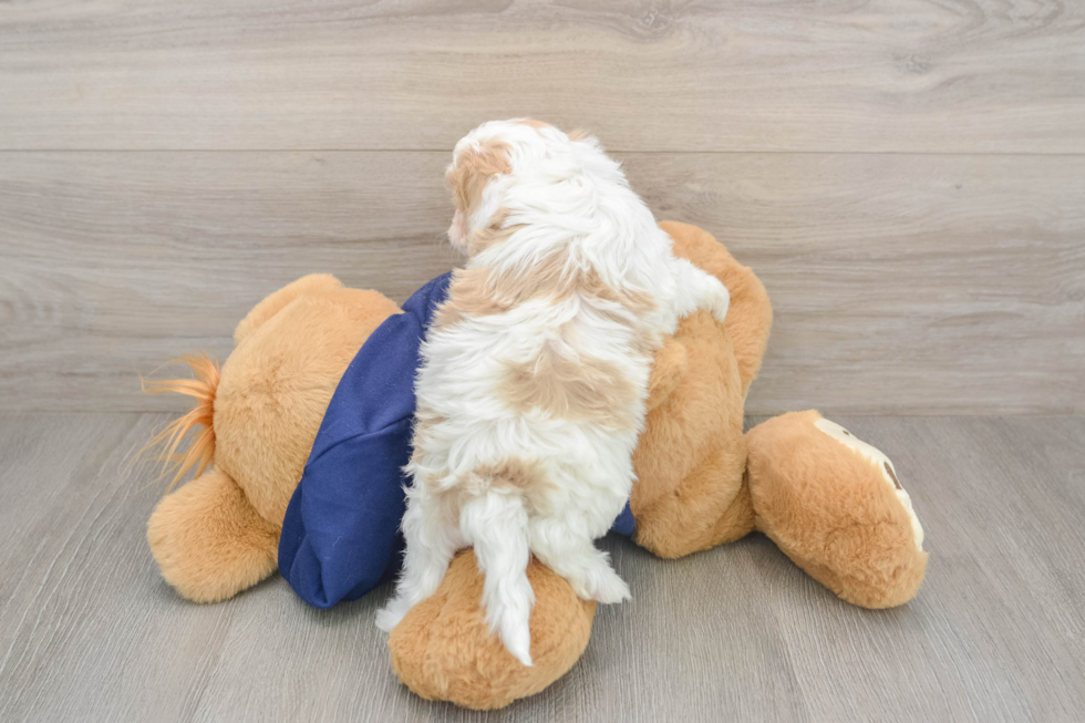 Cavapoo Puppy for Adoption