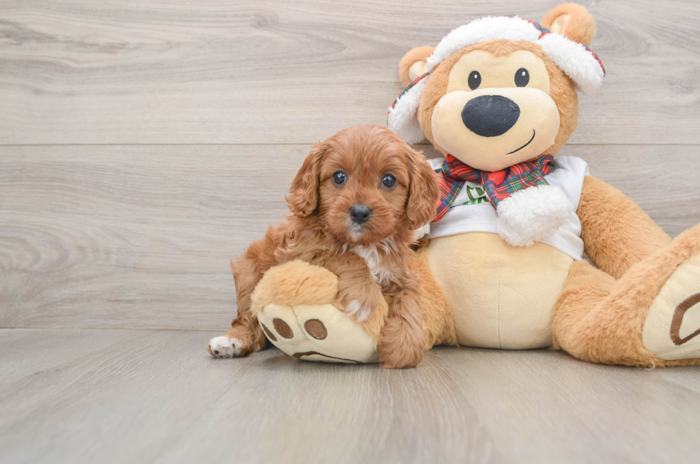 5 week old Cavapoo Puppy For Sale - Seaside Pups