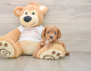 7 week old Cavapoo Puppy For Sale - Seaside Pups