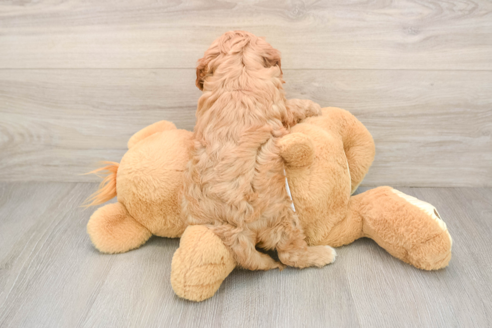 Popular Cavapoo Poodle Mix Pup