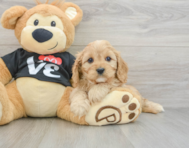 9 week old Cavapoo Puppy For Sale - Seaside Pups
