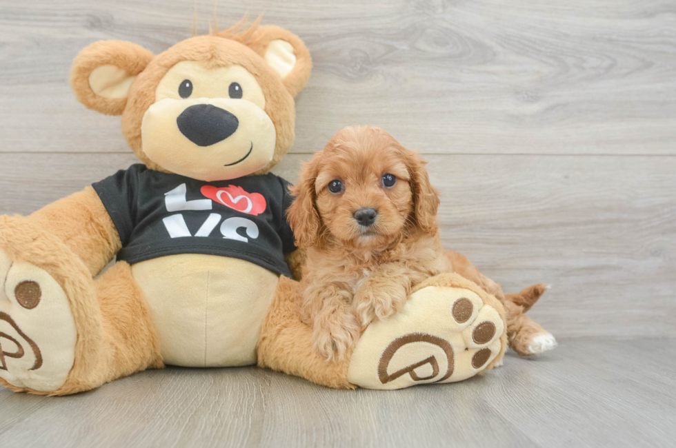 7 week old Cavapoo Puppy For Sale - Seaside Pups
