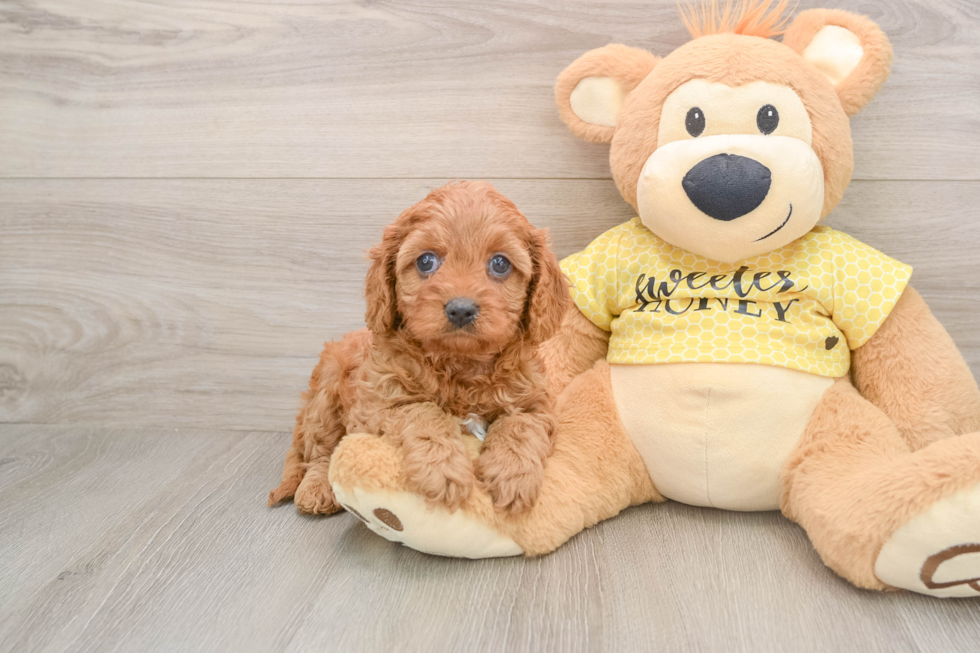 Best Cavapoo Baby