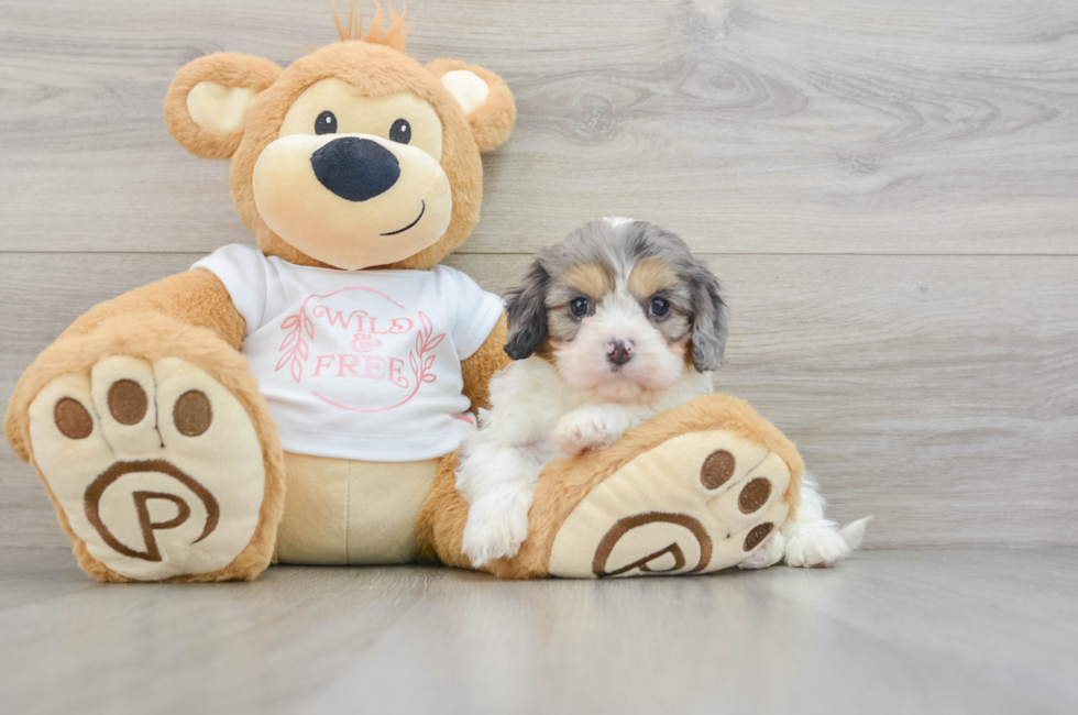 6 week old Cavapoo Puppy For Sale - Seaside Pups