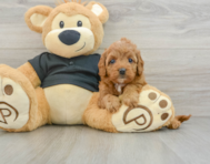 7 week old Cavapoo Puppy For Sale - Seaside Pups