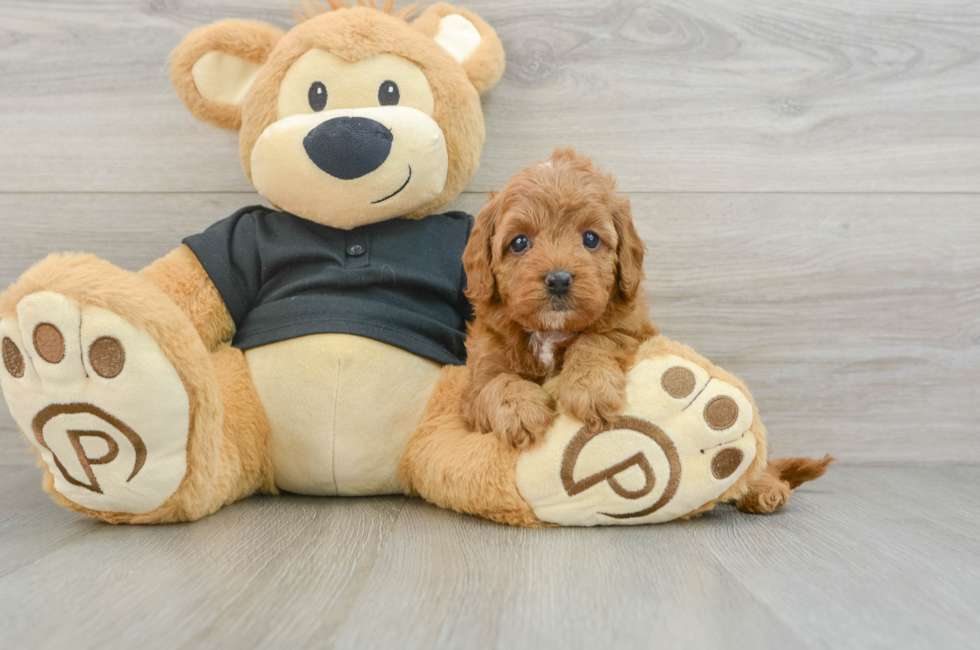 7 week old Cavapoo Puppy For Sale - Seaside Pups