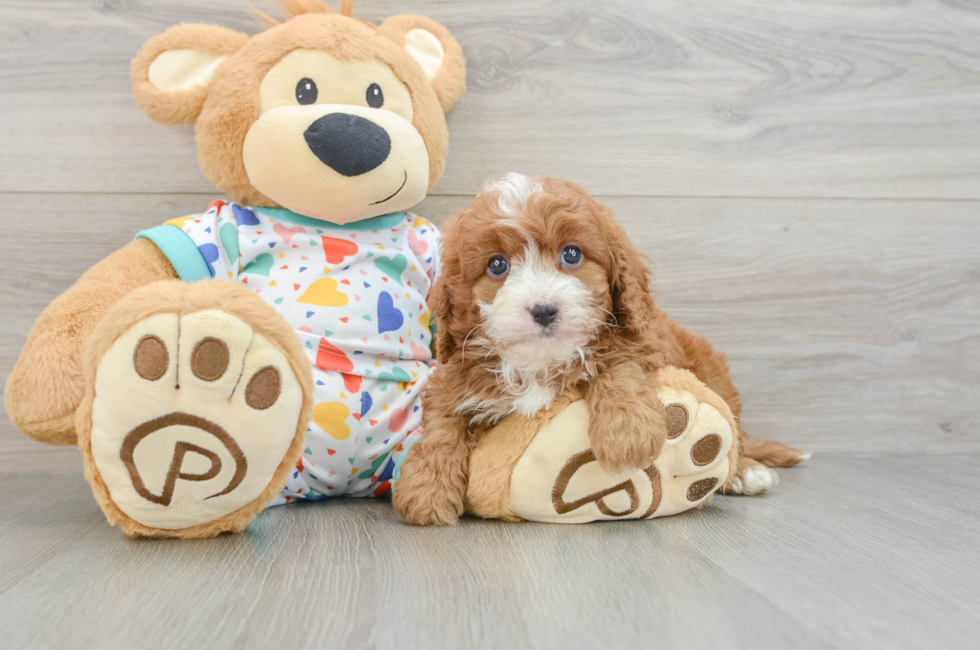6 week old Cavapoo Puppy For Sale - Seaside Pups