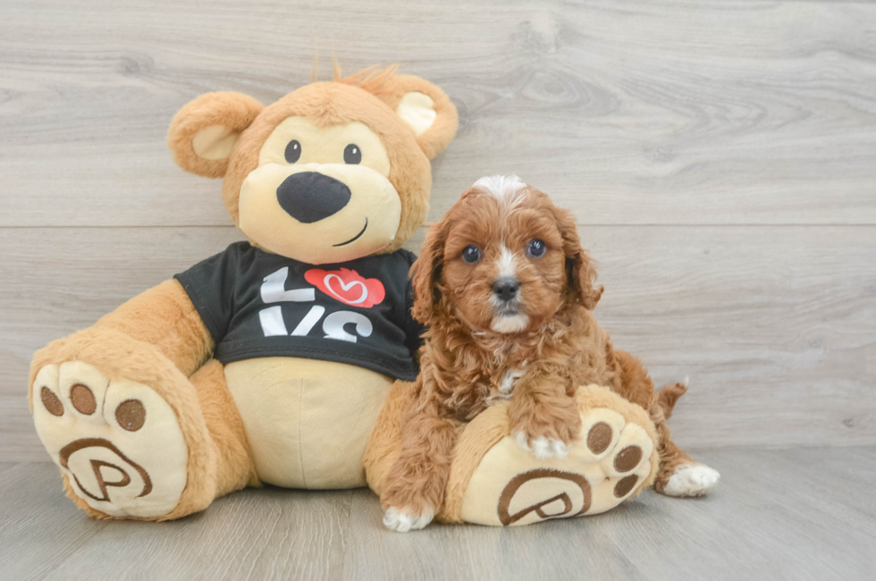 7 week old Cavapoo Puppy For Sale - Seaside Pups