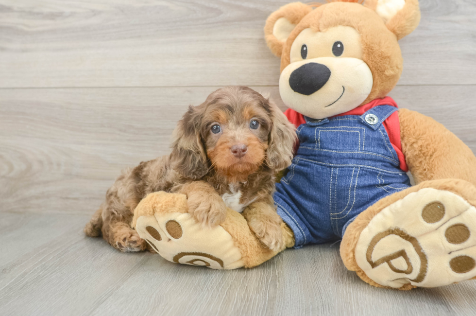 6 week old Cavapoo Puppy For Sale - Seaside Pups