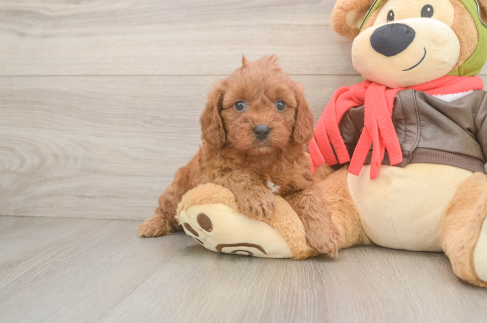 5 week old Cavapoo Puppy For Sale - Seaside Pups