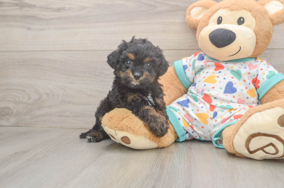 5 week old Cavapoo Puppy For Sale - Seaside Pups