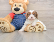 8 week old Cavapoo Puppy For Sale - Seaside Pups
