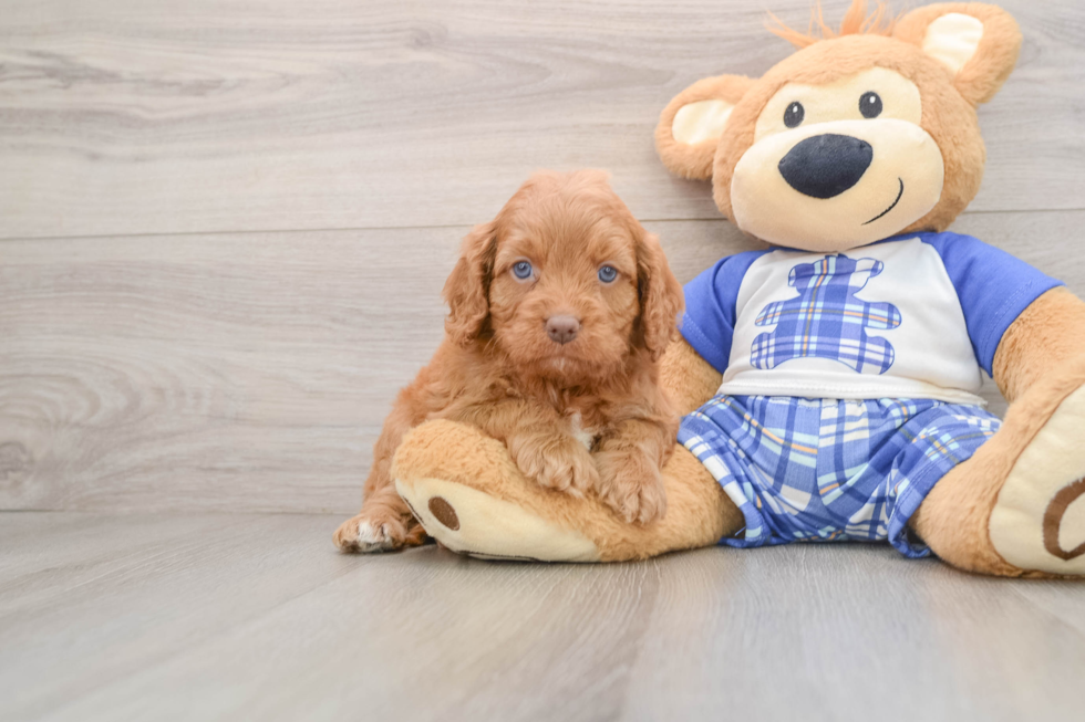 Popular Cavapoo Poodle Mix Pup