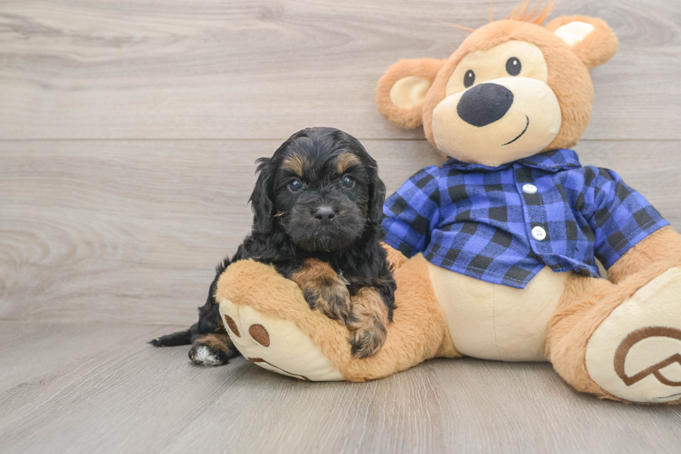 Best Cavapoo Baby