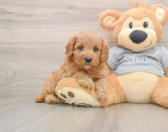 8 week old Cavapoo Puppy For Sale - Seaside Pups