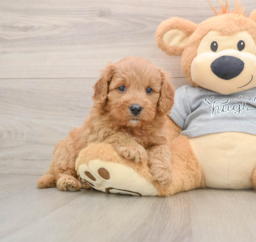 8 week old Cavapoo Puppy For Sale - Seaside Pups