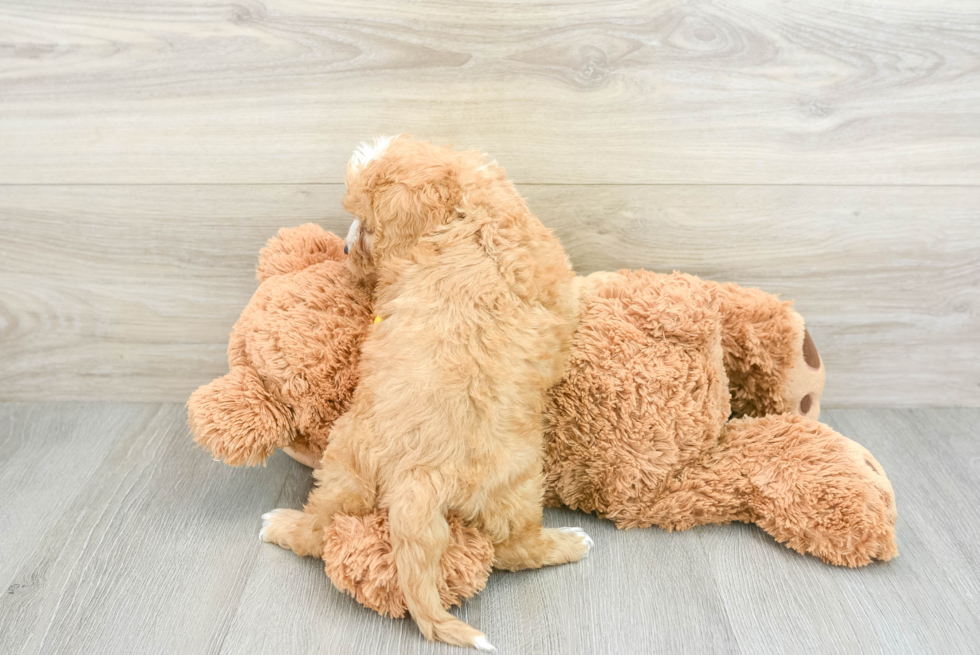 Little Cavipoo Poodle Mix Puppy