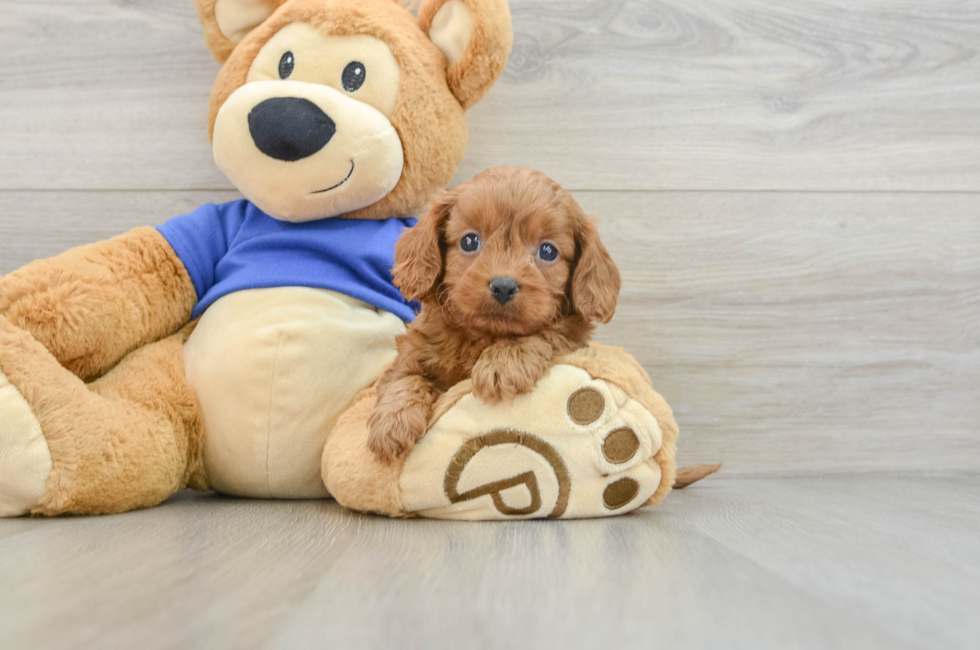 6 week old Cavapoo Puppy For Sale - Seaside Pups