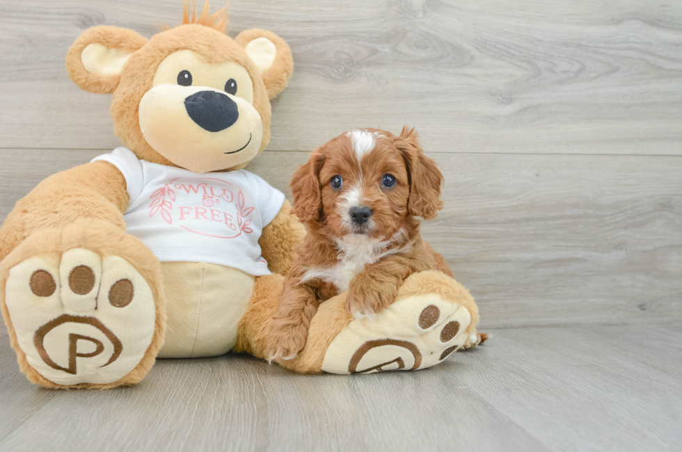 5 week old Cavapoo Puppy For Sale - Seaside Pups