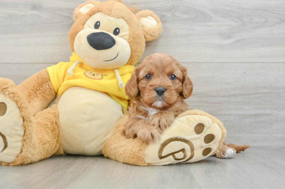 6 week old Cavapoo Puppy For Sale - Seaside Pups