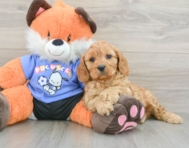 7 week old Cavapoo Puppy For Sale - Seaside Pups