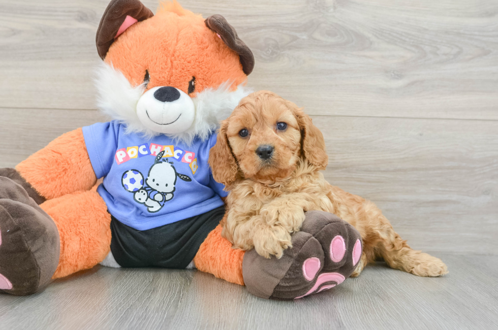 6 week old Cavapoo Puppy For Sale - Seaside Pups
