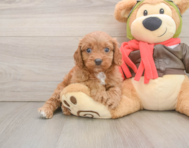7 week old Cavapoo Puppy For Sale - Seaside Pups