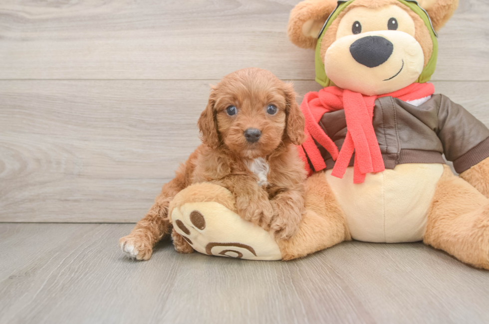 5 week old Cavapoo Puppy For Sale - Seaside Pups