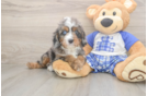 Cavapoo Puppy for Adoption