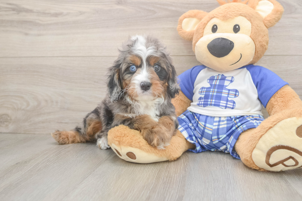 Cavapoo Puppy for Adoption