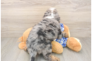 Cavapoo Puppy for Adoption