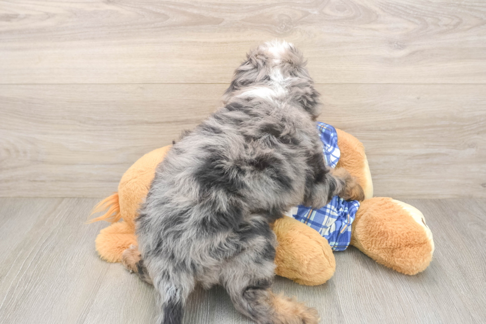Cavapoo Puppy for Adoption