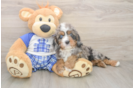 Hypoallergenic Cavadoodle Poodle Mix Puppy