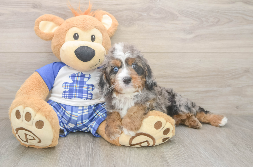 5 week old Cavapoo Puppy For Sale - Seaside Pups