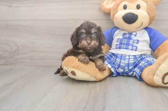 5 week old Cavapoo Puppy For Sale - Seaside Pups Funny Cavapoo Poodle Mix Pup