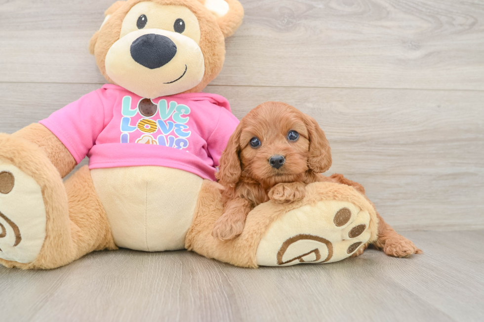 Energetic Cavoodle Poodle Mix Puppy