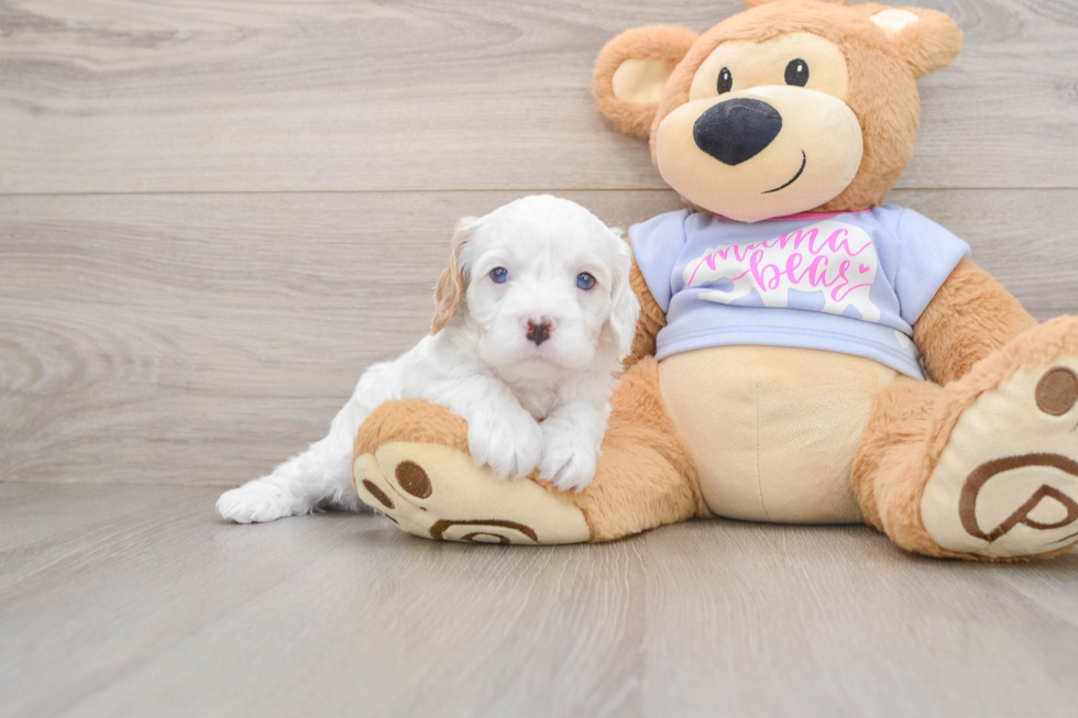 Cavapoo Pup Being Cute
