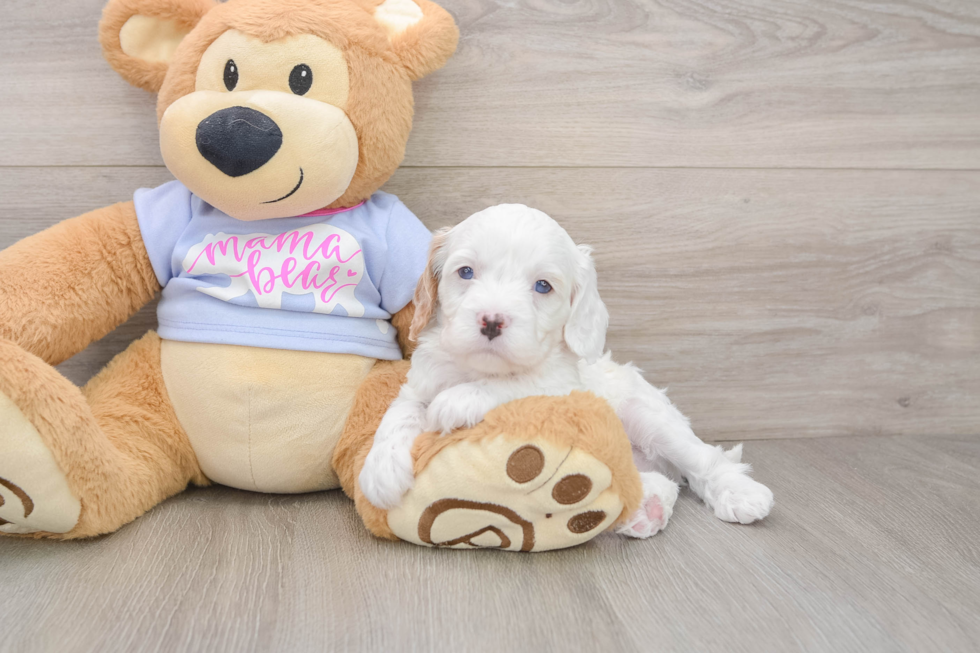 Cavapoo Pup Being Cute