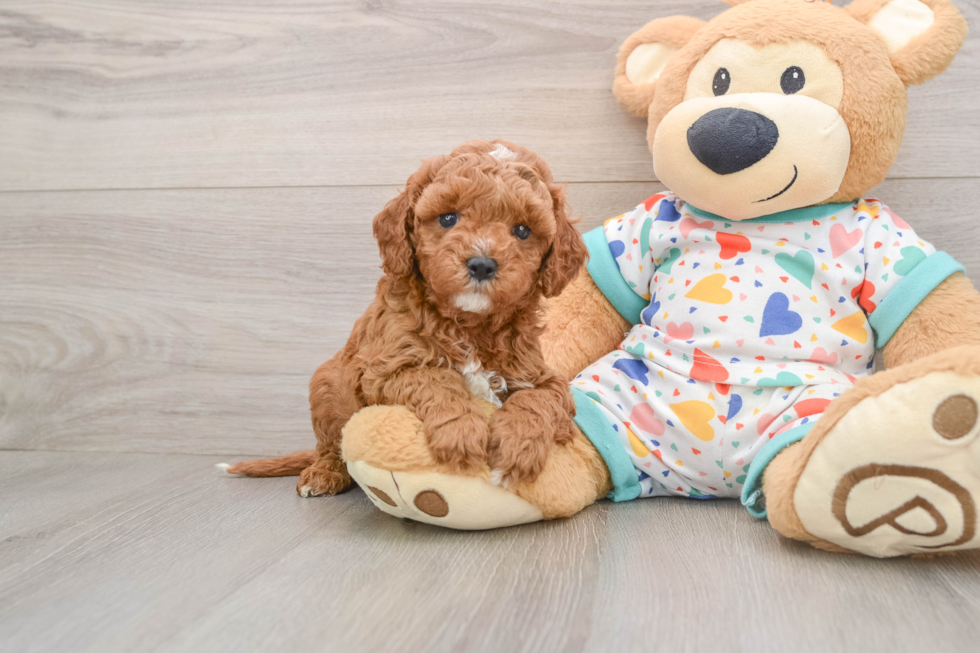 Cavapoo Puppy for Adoption