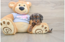 Small Cavapoo Baby