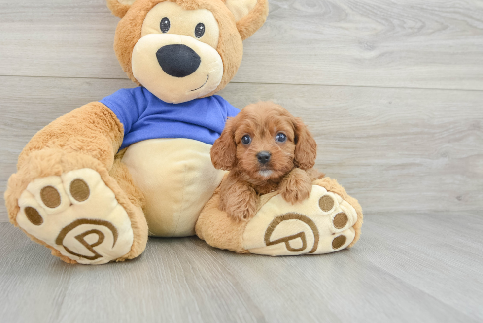 Playful Cavapoodle Poodle Mix Puppy