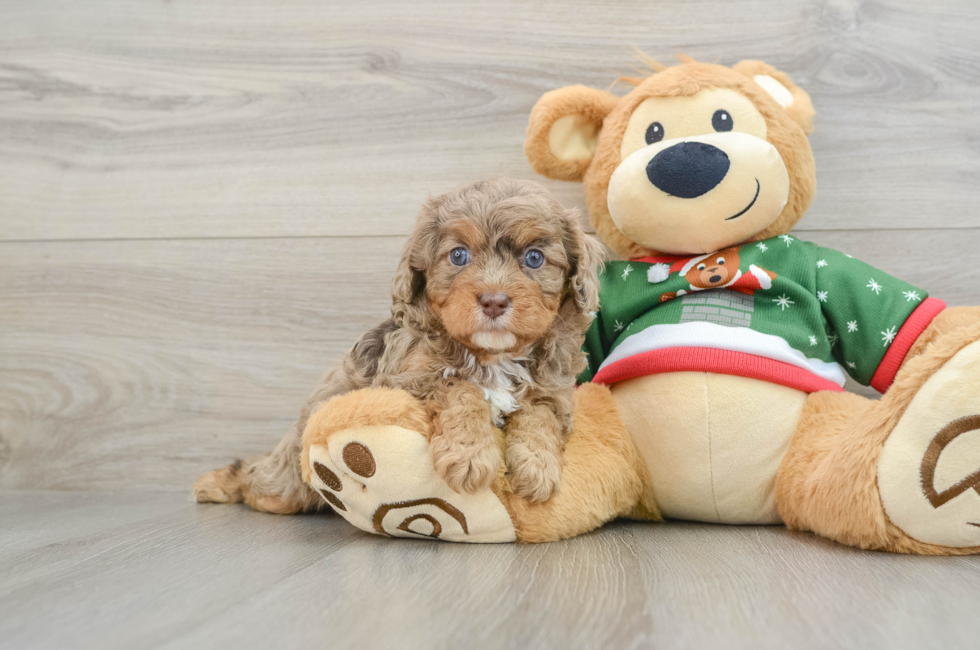 5 week old Cavapoo Puppy For Sale - Seaside Pups