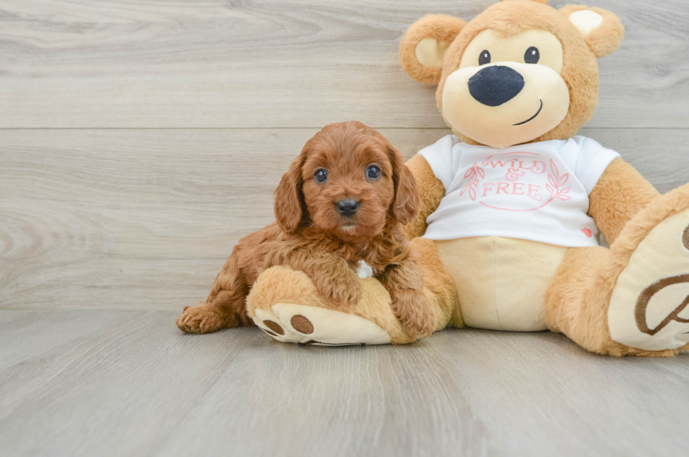 5 week old Cavapoo Puppy For Sale - Seaside Pups