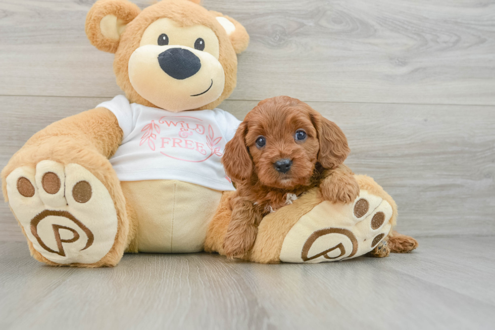 Petite Cavapoo Poodle Mix Pup