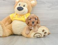7 week old Cavapoo Puppy For Sale - Seaside Pups